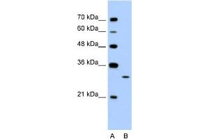 WB Suggested Anti-EGFL8 Antibody Titration:  1. (EGFL8 抗体  (C-Term))