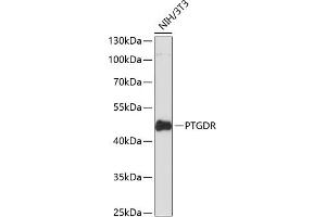 Western blot analysis of extracts of NIH/3T3 cells, using PTGDR antibody (ABIN6132565, ABIN6146395, ABIN6146396 and ABIN6216668) at 1:3000 dilution. (PTGDR 抗体  (AA 220-359))