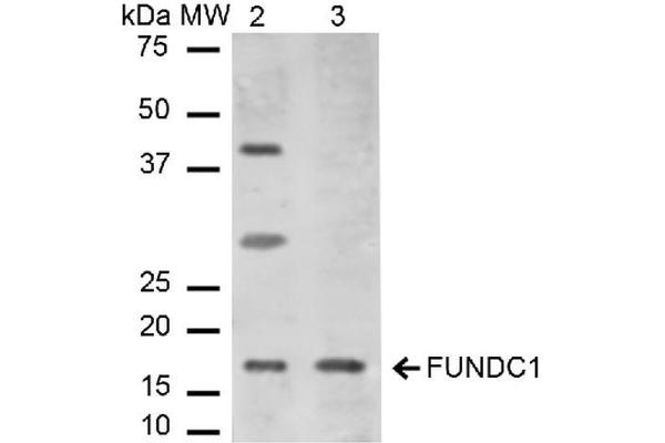 FUNDC1 抗体  (N-Term) (Atto 488)