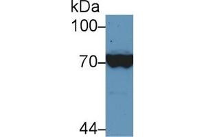 Detection of HSPA1L in Human Hela cell lysate using Polyclonal Antibody to Heat Shock 70 kDa Protein 1 Like Protein (HSPA1L) (HSPA1L 抗体  (AA 1-641))