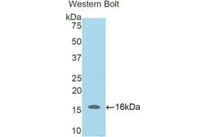 Western blot analysis of the recombinant protein. (SFRP5 抗体  (AA 181-303))