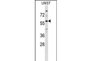 GPR75 Antibody (C-term) (ABIN1537271 and ABIN2848849) western blot analysis in  cell line lysates (35 μg/lane). (GPR75 抗体  (C-Term))