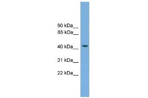 WB Suggested Anti-RASSF8 Antibody Titration: 0. (RASSF8 抗体  (N-Term))