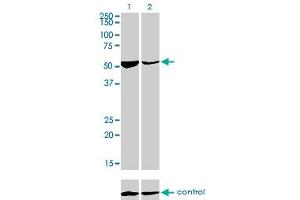 Western blot analysis of DARS over-expressed 293 cell line, cotransfected with DARS Validated Chimera RNAi (Lane 2) or non-transfected control (Lane 1). (DARS 抗体  (AA 393-500))