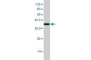 Western Blot detection against Immunogen (33. (SOX3 抗体  (AA 375-446))