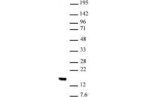 Histone H2BK5me1 (pAb) tested by Western blot. (Histone H2B 抗体  (meLys5))