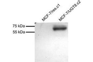 MCF7 overexpressing Human UGT8 and probed with AP31863PU-N (mock transfection in first Lane). (UGT8 抗体  (Internal Region))