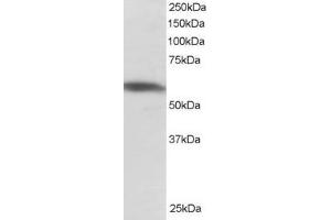 Western Blotting (WB) image for anti-Polypyrimidine Tract Binding Protein 2 (PTBP2) (N-Term) antibody (ABIN2466160) (PTBP2 抗体  (N-Term))