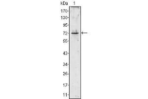 Western Blot showing PRTN3 antibody used against PRTN3 (aa28-256)-hIgGFc transfected HEK293 cell lysate (1). (PRTN3 抗体)