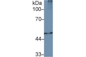 Western Blot; Sample: Mouse Spleen lysate; Primary Ab: 2µg/ml Rabbit Anti-Human PSMC2 Antibody Second Ab: 0. (PSMC2 抗体  (AA 1-433))
