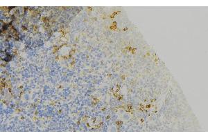 ABIN6273762 at 1/100 staining Human lymph node tissue by IHC-P. (Attractin 抗体  (N-Term))