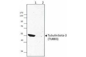 Western Blotting (WB) image for anti-Tubulin, beta 3 (TUBB3) antibody (ABIN2665448) (TUBB3 抗体)