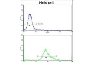 Flow cytometric analysis of hela cells using PHGDH Antibody (N-term)(bottom histogram) compared to a negative control cell (top histogram)FITC-conjugated goat-anti-rabbit secondary antibodies were used for the analysis. (PHGDH 抗体  (N-Term))