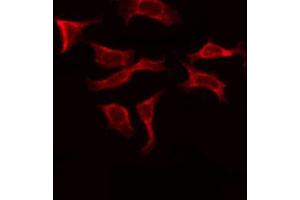 ABIN6273920 staining COS7 by IF/ICC. (FZD10 抗体)