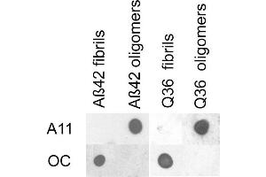 Dot blot analysis using Rabbit Anti-Amyloid Fibrils (OC) Polyclonal Antibody . (Amyloid 抗体 (Atto 594))