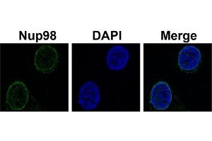 Immunofluorescence -- Sample Type: HeLa cellsDilution: 2ug/mL (NUP98 抗体  (N-Term))