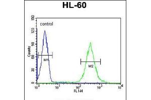 Flow cytometric analysis of HL-60 cells (right histogram) compared to a negative control cell (left histogram). (GDA 抗体  (N-Term))