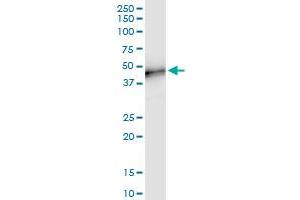 Immunoprecipitation of MFGE8 transfected lysate using anti-MFGE8 MaxPab rabbit polyclonal antibody and Protein A Magnetic Bead , and immunoblotted with MFGE8 purified MaxPab mouse polyclonal antibody (B01P) . (MFGE8 抗体  (AA 1-387))