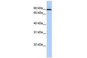 Image no. 1 for anti-Chromosome 10 Open Reading Frame 2 (C10ORF2) (AA 612-661) antibody (ABIN6740492)