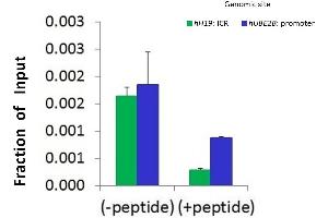 Chromatin Immunoprecipitation (ChIP) Using Hdac4 Antibody - C-terminal region  and HCT116 Cells (HDAC4 抗体  (C-Term))