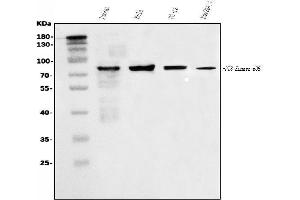 Western blot analysis of PI 3 Kinase p85 alpha/PIK3R1 using anti-PI 3 Kinase p85 alpha/PIK3R1 antibody (ABIN7599781).