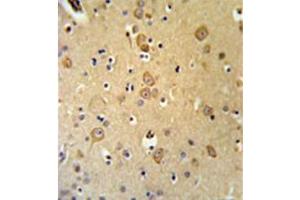 Immunohistochemistry analysis in formalin fixed and paraffin embedded brain tissue reacted with LRRTM1 Antibody (Center) followed which was peroxidase conjugated to the secondary antibody and followed by DAB staining. (LRRTM1 抗体  (Middle Region))