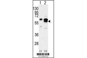 Western blot analysis of CAMK1G using rabbit polyclonal CAMK1G Antibody using 293 cell lysates (2 ug/lane) either nontransfected (Lane 1) or transiently transfected with the CAMK1G gene (Lane 2).