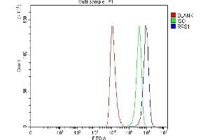 Flow Cytometry analysis of HEL cells using anti-RRS1 antibody (ABIN7602918). (RRS1 抗体  (C-Term))