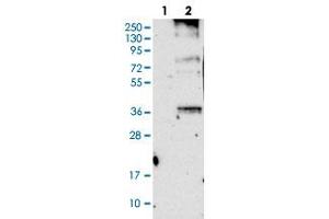 Western blot analysis of Lane 1: Negative control (vector only transfected HEK293T lysate), Lane 2: Over-expression Lysate (Co-expressed with a C-terminal myc-DDK tag (~3. (ORAI3 抗体)