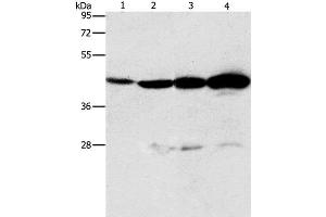 Western Blot analysis of Mouse thymus tissue and A549 cell, Lovo and K562 cell using APOBEC3D Polyclonal Antibody at dilution of 1:580 (APOBEC3D 抗体)