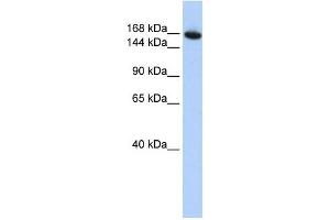 WDR66 antibody used at 1 ug/ml to detect target protein.