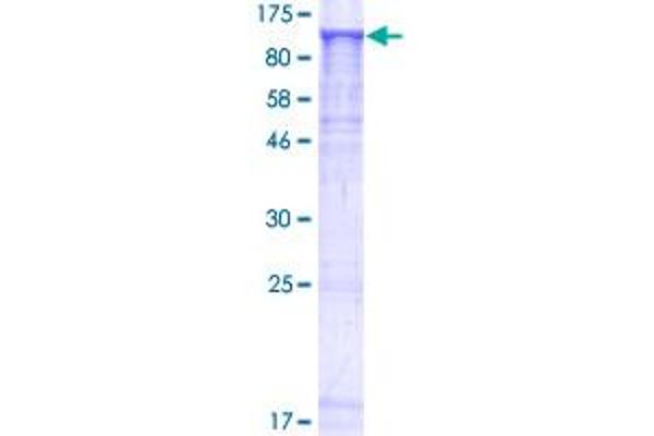 MFN1 Protein (AA 1-741) (GST tag)