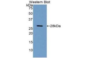 Western Blotting (WB) image for anti-Complement Component 4 Binding Protein, beta (C4BPB) (AA 18-252) antibody (ABIN1858195) (C4BPB 抗体  (AA 18-252))