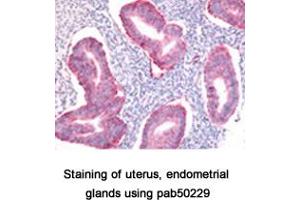 Image no. 1 for anti-SRY (Sex Determining Region Y)-Box 2 (SOX2) (AA 1-100), (N-Term) antibody (ABIN363538) (SOX2 抗体  (N-Term))