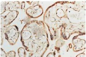 Immunohistochemistry analysis using Rabbit Anti-SOD1 Polyclonal Antibody . (SOD1 抗体  (APC))