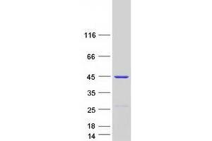 Western Blotting (WB) image for LanC Lantibiotic Synthetase Component C-Like 1 (LANCL1) (Transcript Variant 2) protein (Myc-DYKDDDDK Tag) (ABIN2724499)