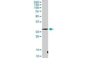 CTSG MaxPab rabbit polyclonal antibody. (Cathepsin G 抗体  (AA 1-255))