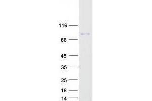 Western Blotting (WB) image for Glycogen Synthase 2, Liver (GYS2) protein (Myc-DYKDDDDK Tag) (ABIN2722378)
