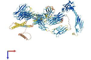 Myomesin 3 (MYOM3) (AA 1-1437) protein (His tag)