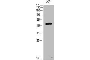 Western Blot analysis of NIH-3T3 cells using AAT Polyclonal Antibody