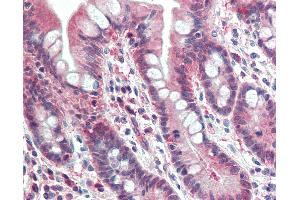 Anti-PSMB10 antibody IHC staining of human small intestine. (PSMB10 抗体  (AA 231-242))