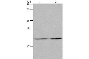 Western Blot analysis of A549 and Hela cell using ASF1A Polyclonal Antibody at dilution of 1:1200 (ASF1A 抗体)