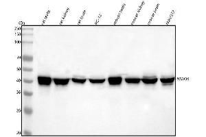 Western blot analysis of WWOX using anti-WWOX antibody (ABIN5693294). (WWOX 抗体  (AA 1-245))