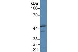 Western Blot; Sample: Human Hela cell lysate; Primary Ab: 2µg/ml Rabbit Anti-Rat PKR Antibody Second Ab: 0. (EIF2AK2 抗体  (AA 279-506))