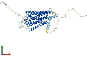 AlphaFold protein structure predicition of Mouse Recombinant Npy1r Protein, UniprotID Q04573
