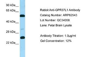 Western Blotting (WB) image for anti-G Protein-Coupled Receptor 37 Like 1 (GPR37L1) (C-Term) antibody (ABIN2774346) (GPR37L1 抗体  (C-Term))