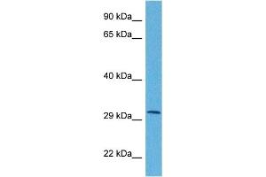 Host:  Rabbit  Target Name:  APOBEC3B  Sample Tissue:  Human HCT116 Whole Cell  Antibody Dilution:  1ug/ml