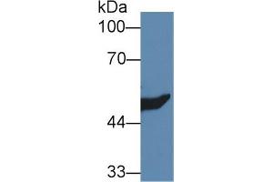 Western Blot; Sample: Rat Kidney lysate; Primary Ab: 1µg/ml Rabbit Anti-Mouse HMGCS2 Antibody Second Ab: 0. (Hydroxymethylglutaryl Coenzyme A Synthase 2, Mitochondrial (AA 1-167) 抗体)
