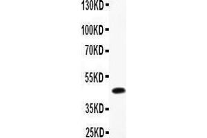 Anti-CMA1 Picoband antibody,  All lanes: Anti-CMA1 at 0. (CMA1 抗体  (AA 22-247))