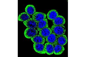 Confocal iunofluorescent analysis of P13 Antibody (Center) (ABIN657629 and ABIN2846625) with Hela cell followed by Alexa Fluor 488-conjugated goat anti-rabbit lgG (green). (MMP13 抗体  (AA 253-282))
